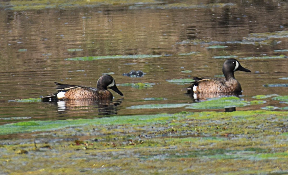 Blue-winged Teal - ML327585011