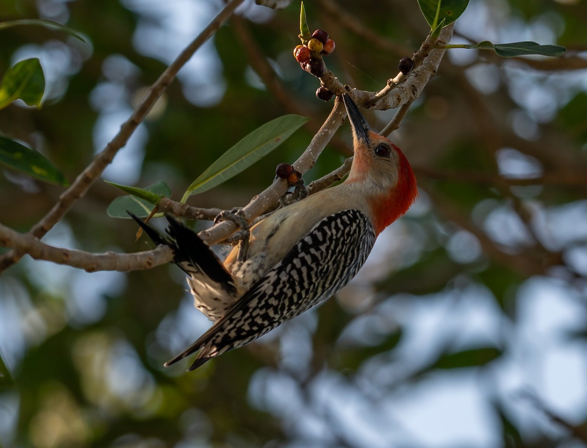 Red-bellied Woodpecker - ML327585251