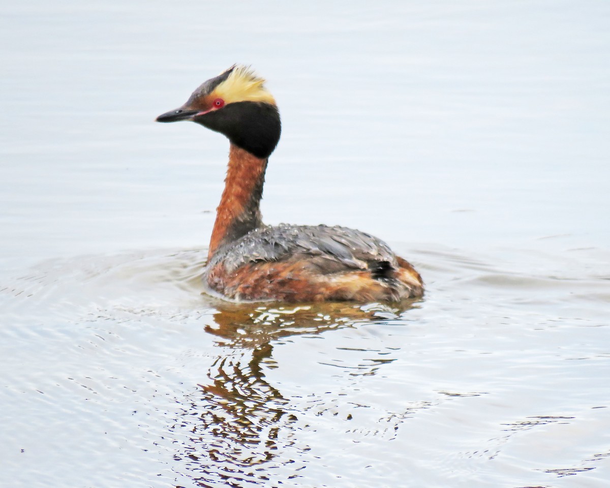 Horned Grebe - ML32758591