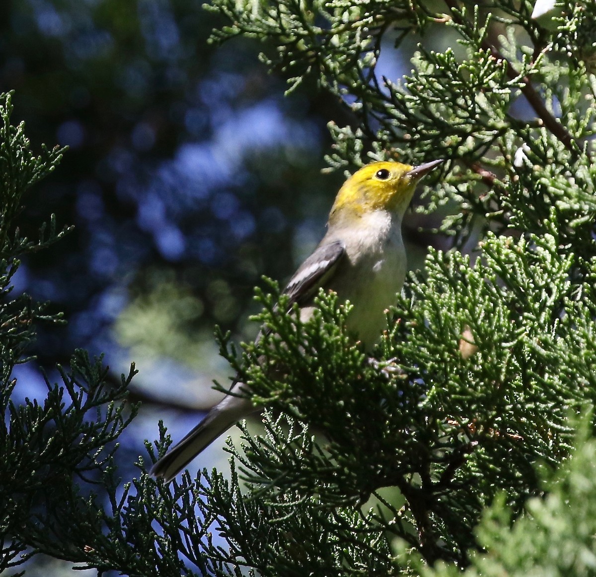 Hermit Warbler - Frank Mantlik