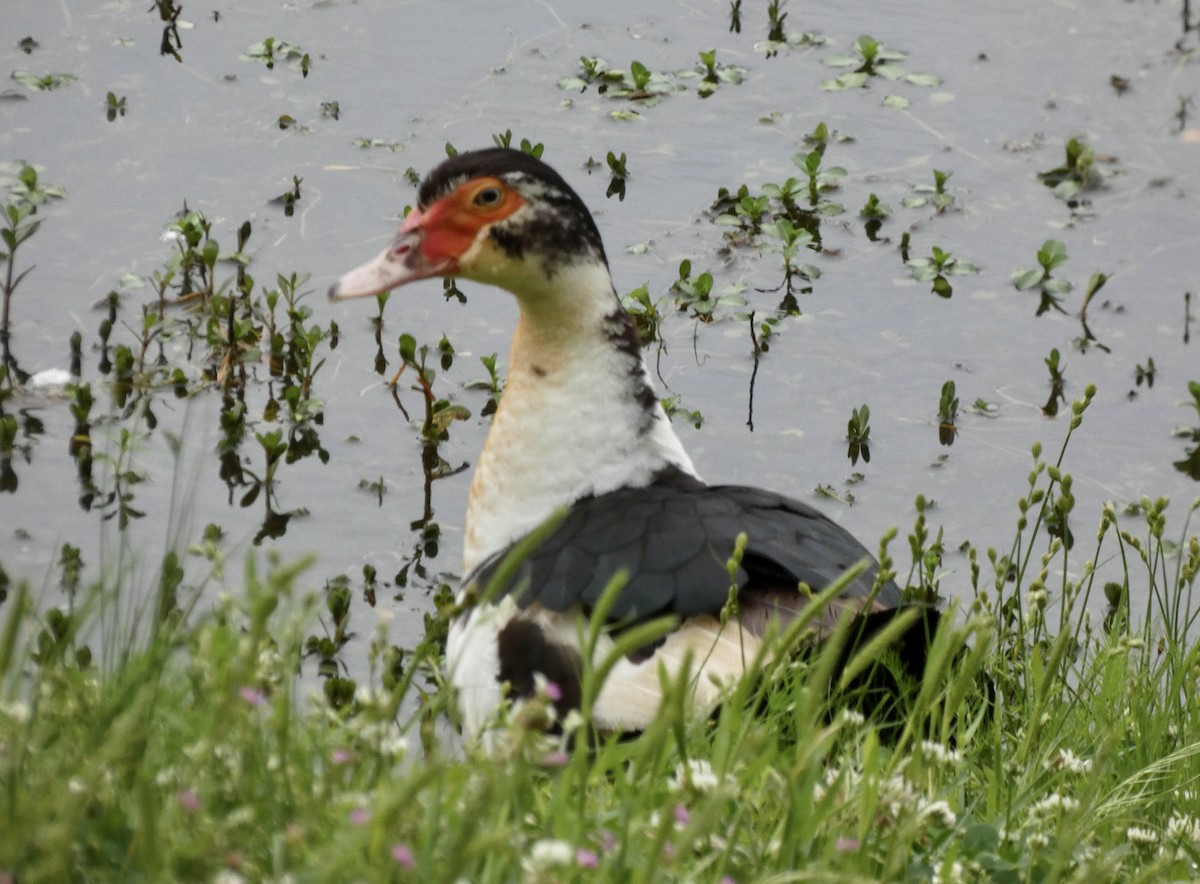 Muscovy Duck (Domestic type) - ML327587681