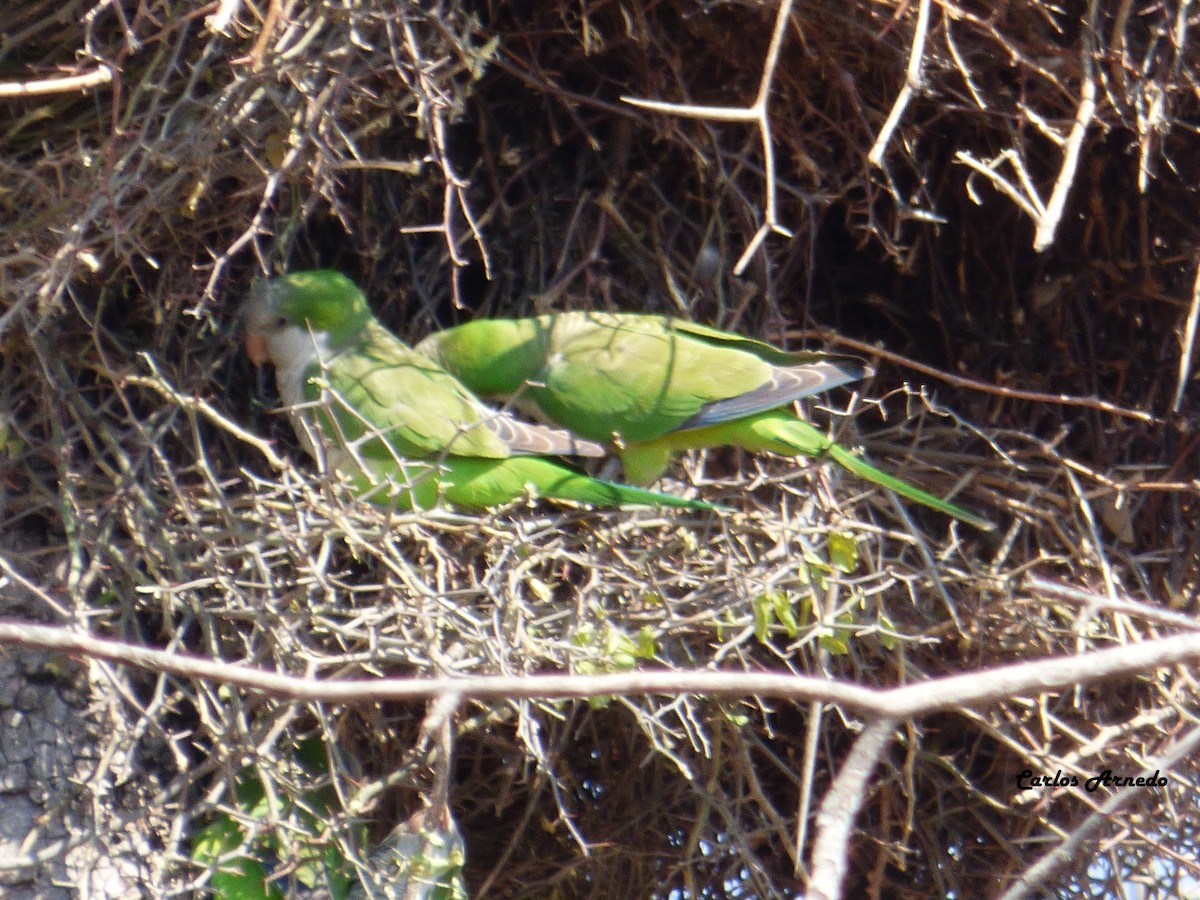 Monk Parakeet - ML32758921