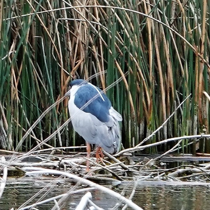 Black-crowned Night Heron - ML327590161