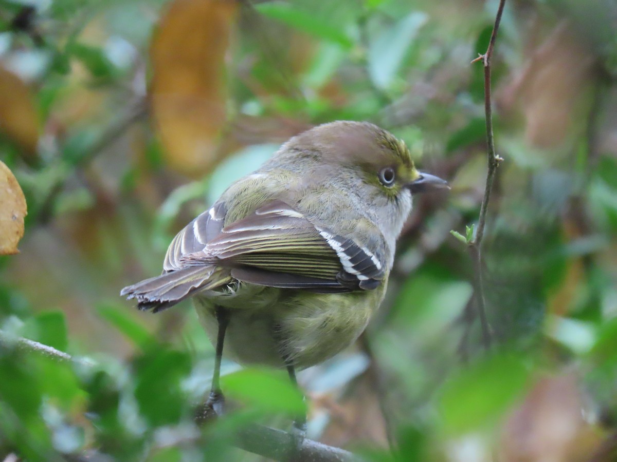 White-eyed Vireo - ML327592121