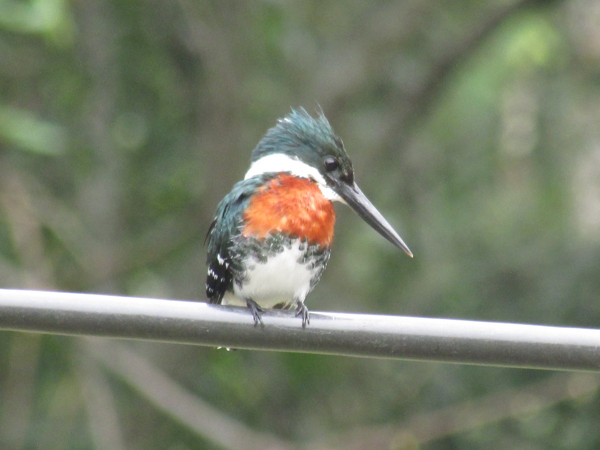 Green Kingfisher - ML32759381