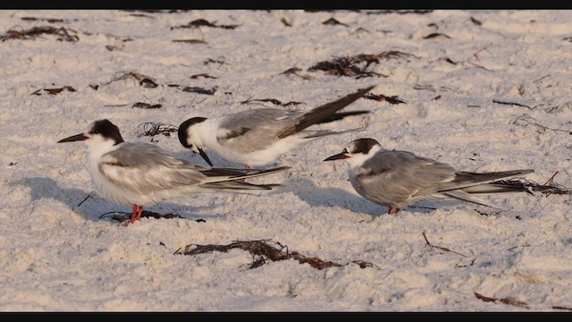 Common/Arctic Tern - ML327594791