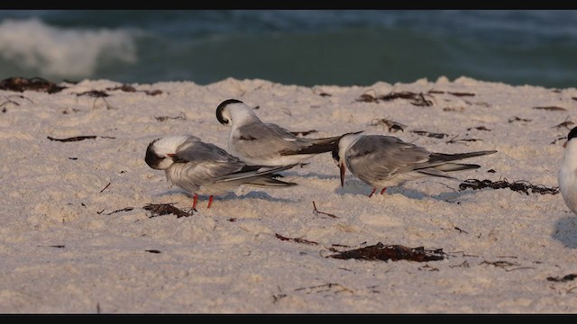 Common/Arctic Tern - ML327595061