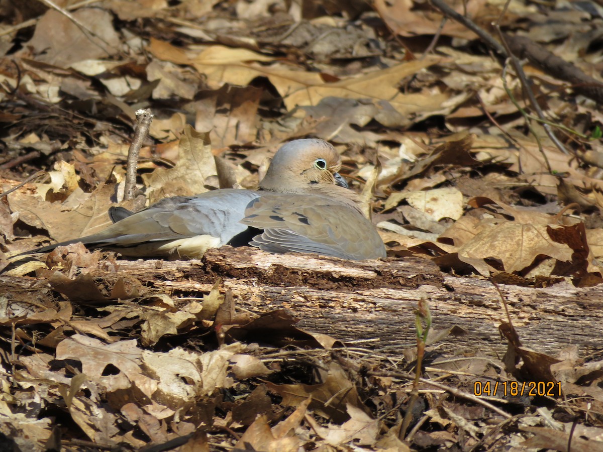 Tourterelle triste - ML327595231