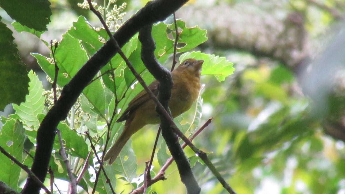 Summer Tanager - ML32759581