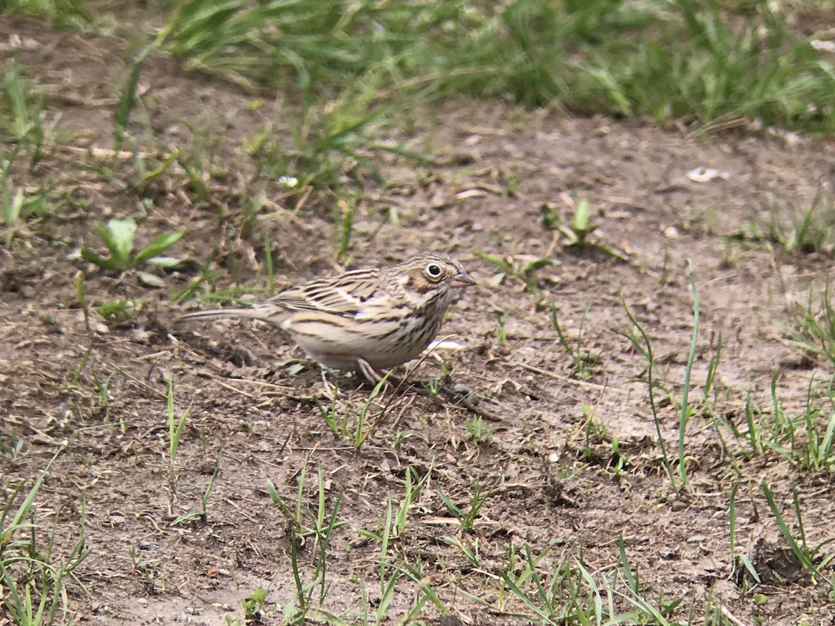 Vesper Sparrow - ML327596991