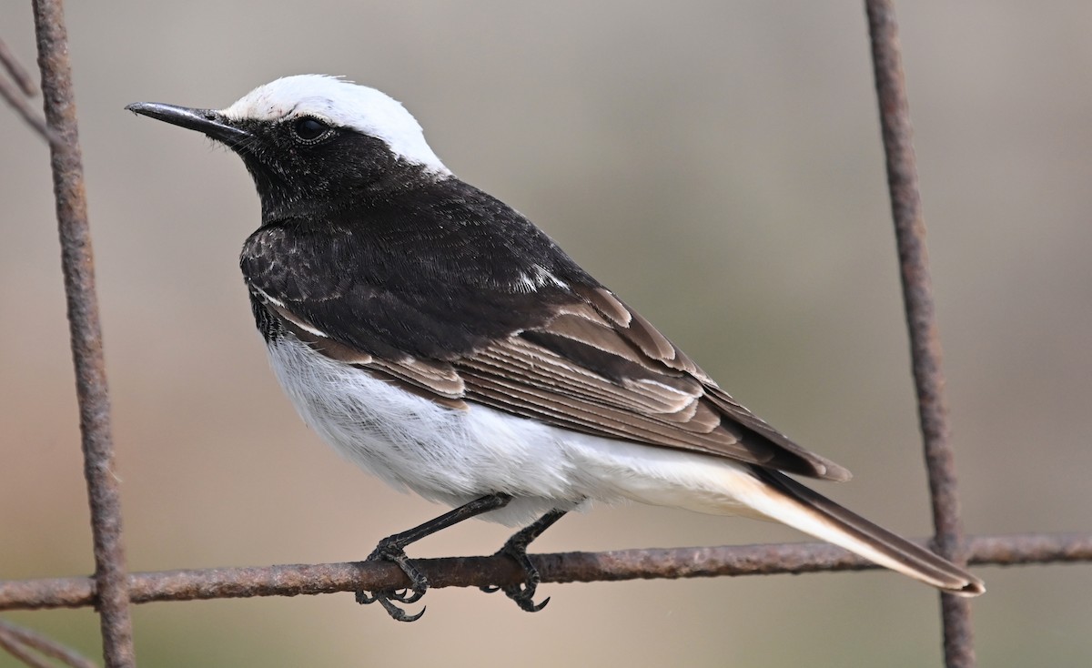 Hooded Wheatear - ML327597281