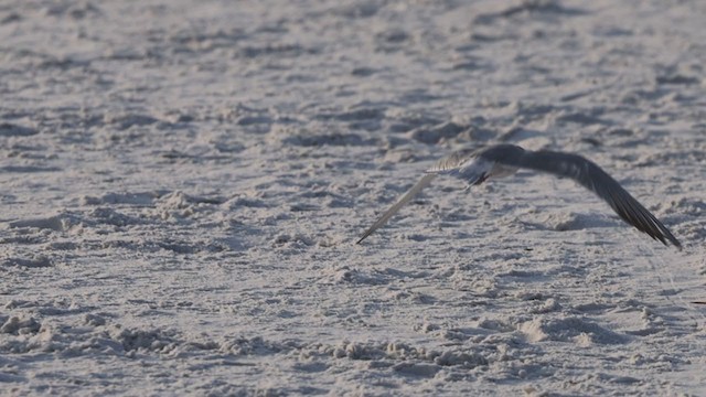 Common/Arctic Tern - ML327597381