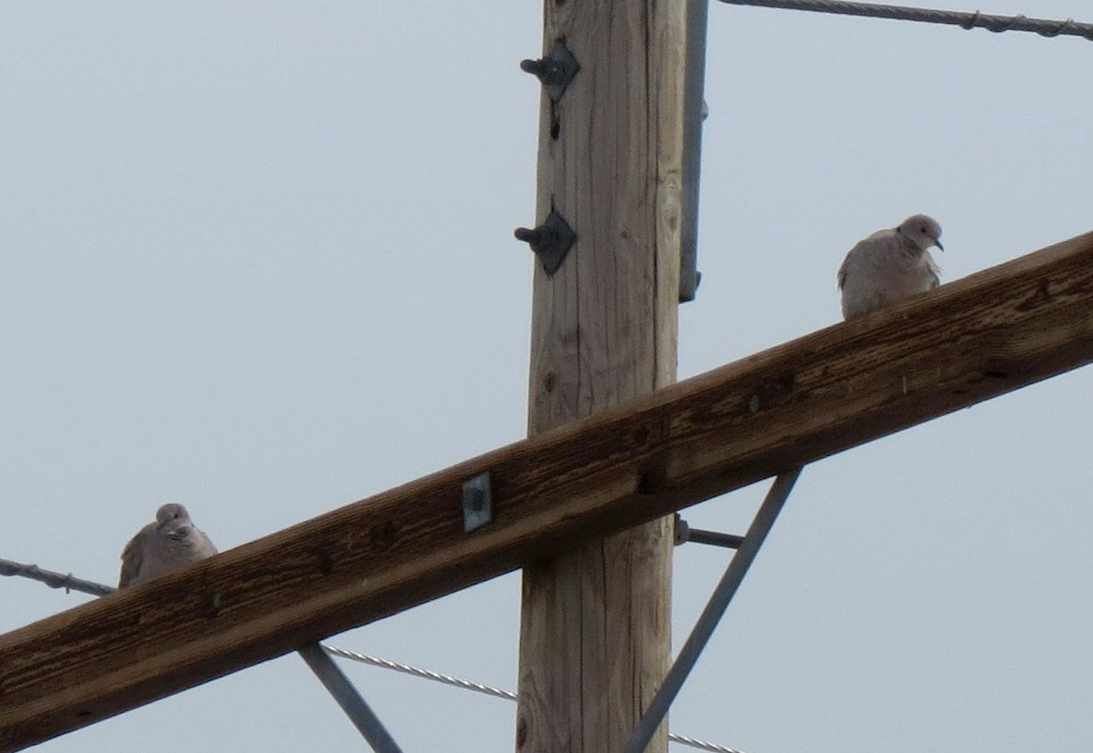 Eurasian Collared-Dove - Fran Kerbs