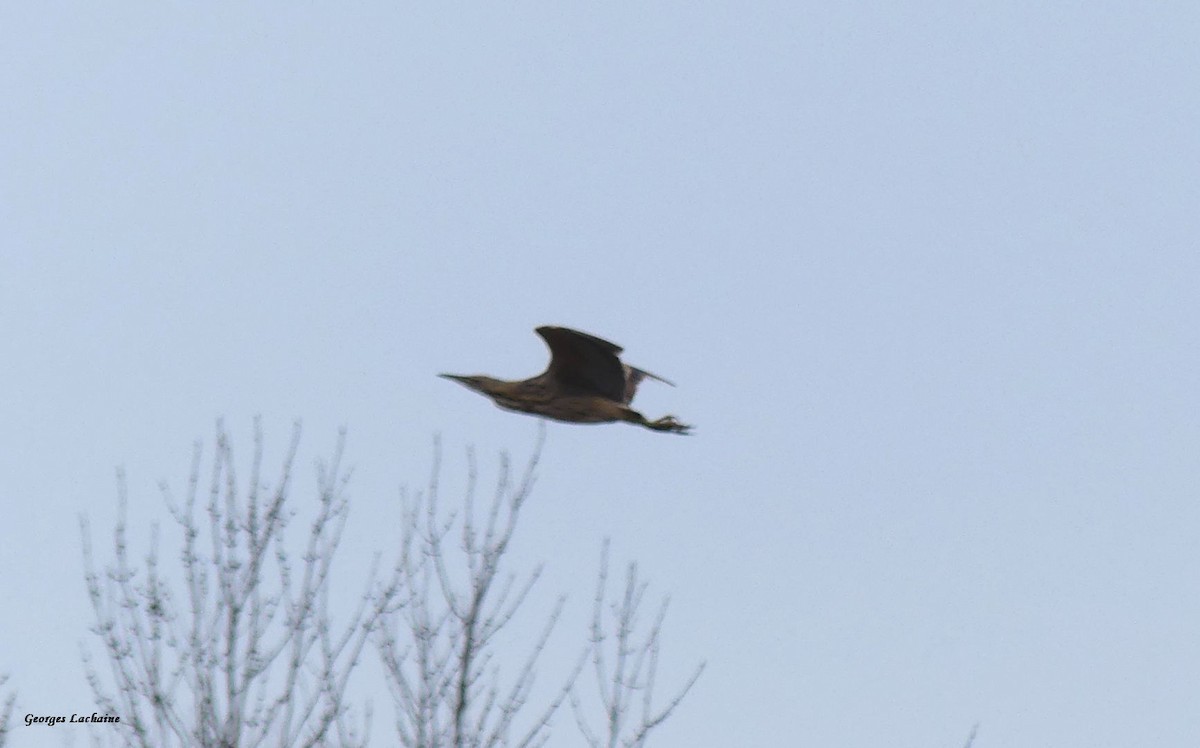 American Bittern - ML327598241