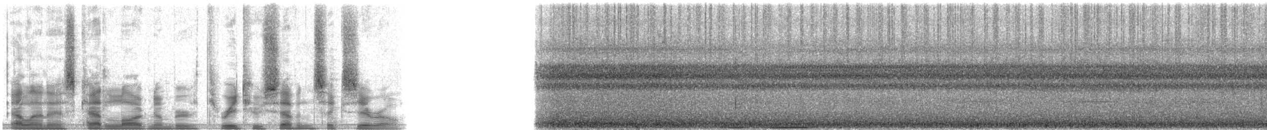 Carpophage de Forsten - ML32760