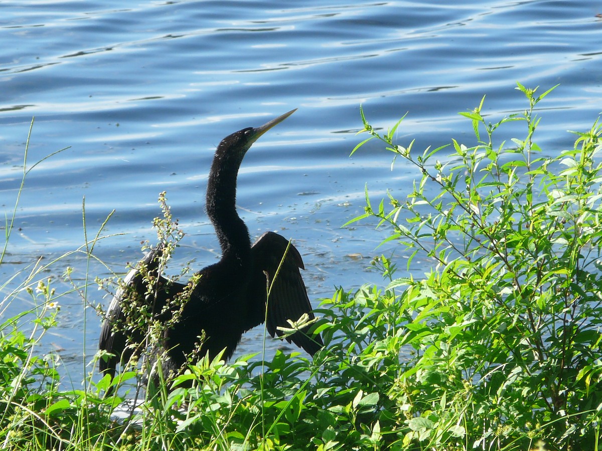 Anhinga - Da Lo