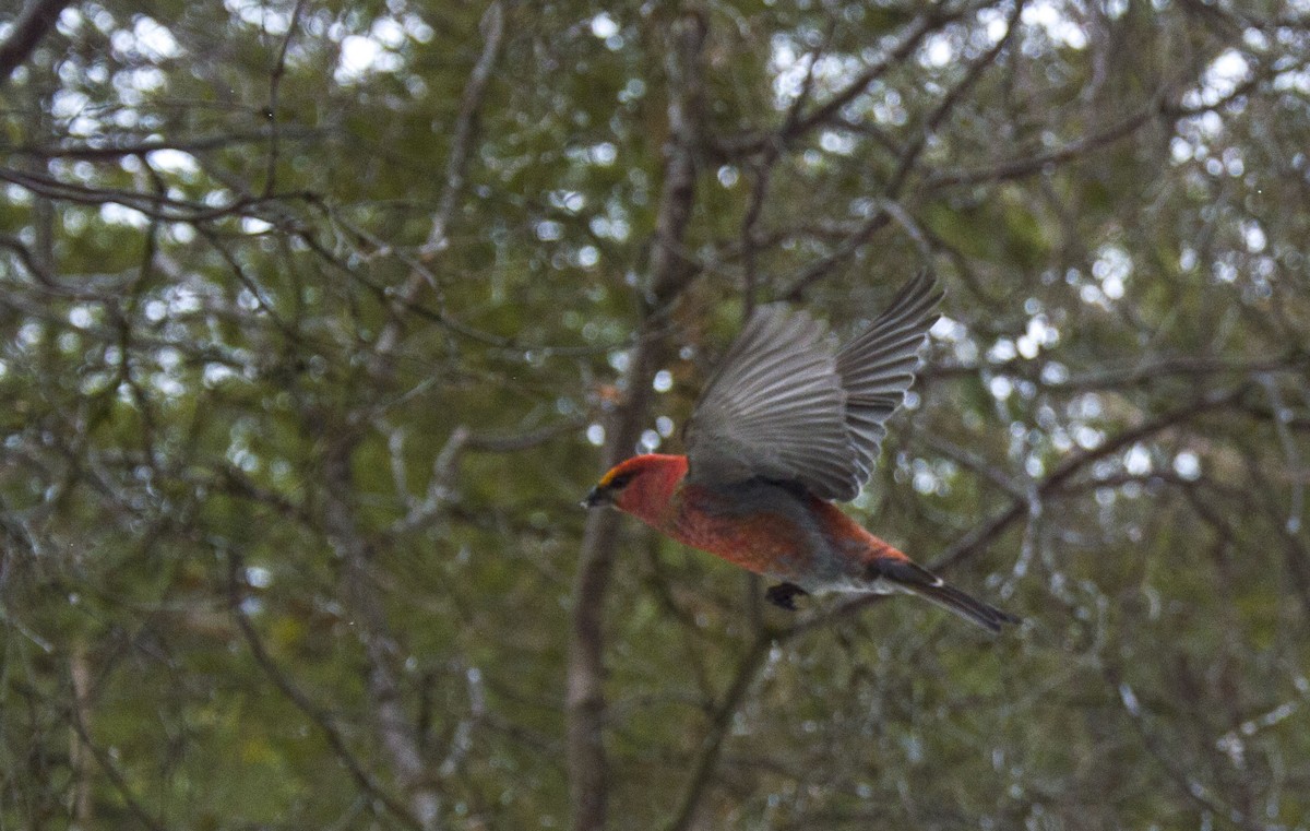 Pine Grosbeak - ML327600761