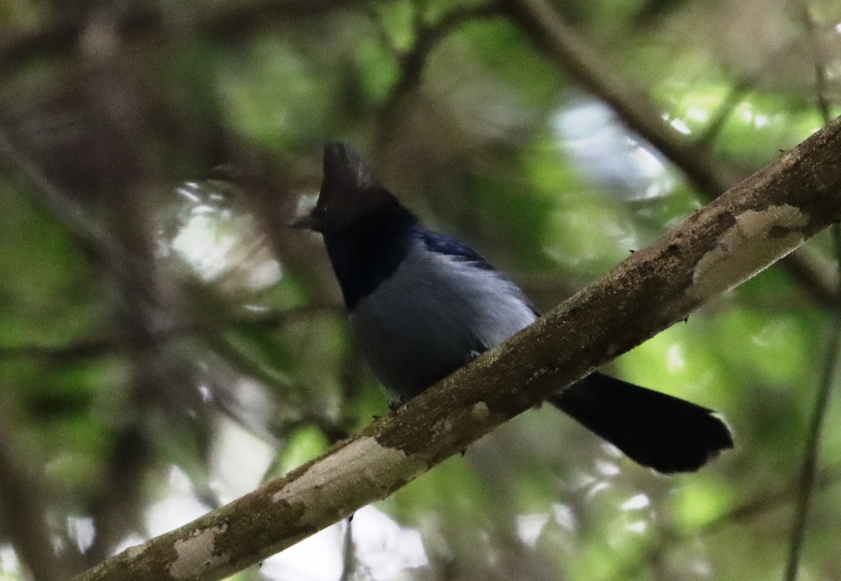 Blue-headed Crested Flycatcher - ML327602091