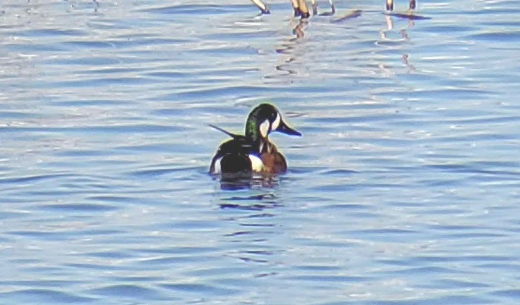 Hybride Canard souchet x C. d'Amérique - ML327604281