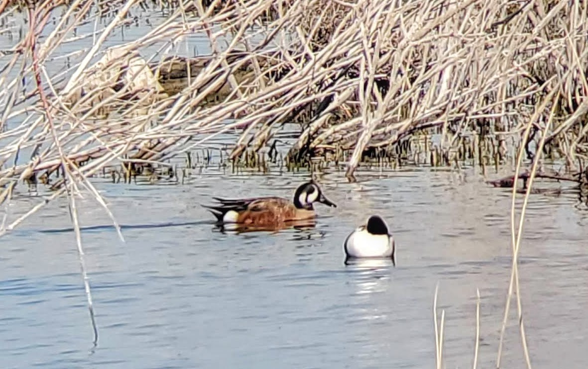 Hybride Canard souchet x C. d'Amérique - ML327604301
