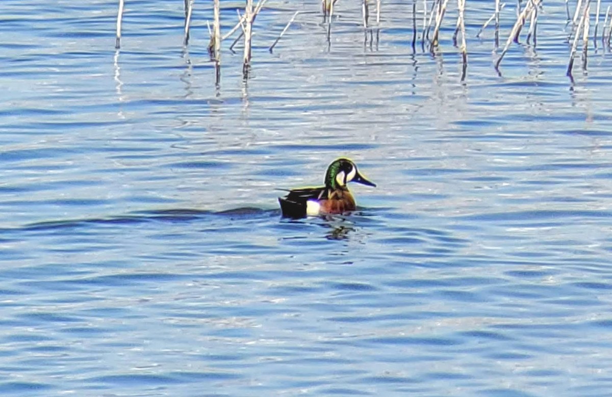 Hybride Canard souchet x C. d'Amérique - ML327604331