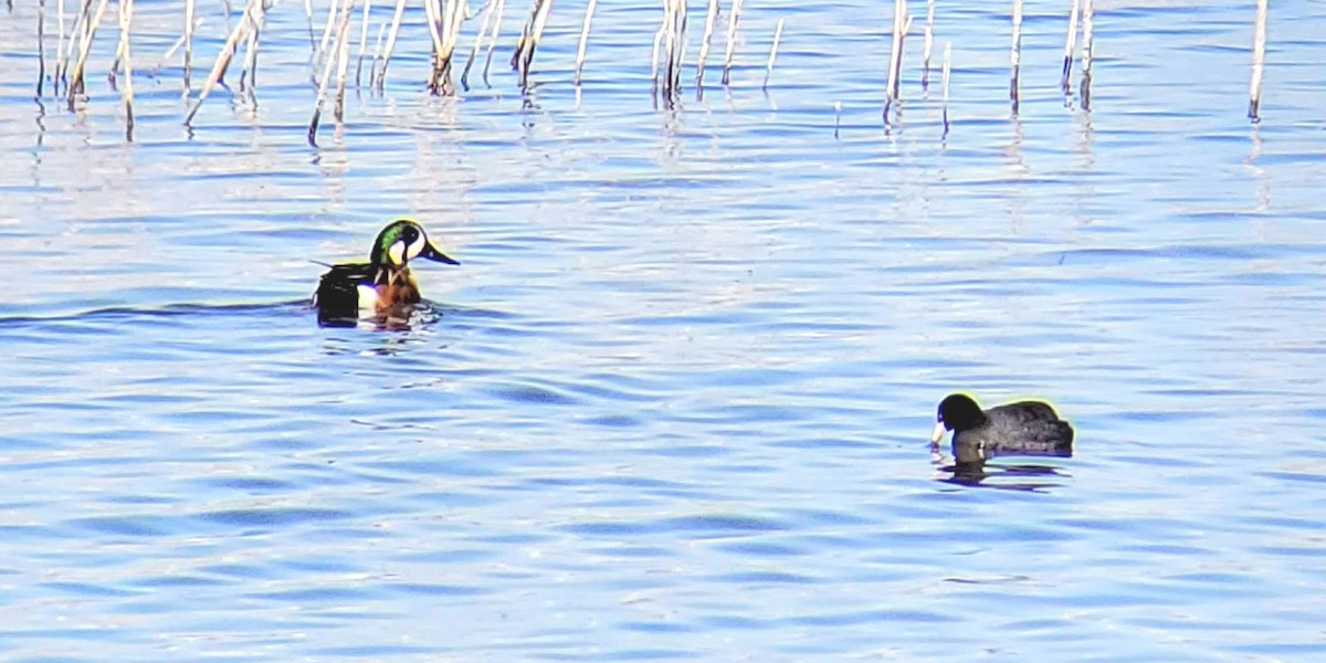 Hybride Canard souchet x C. d'Amérique - ML327604351