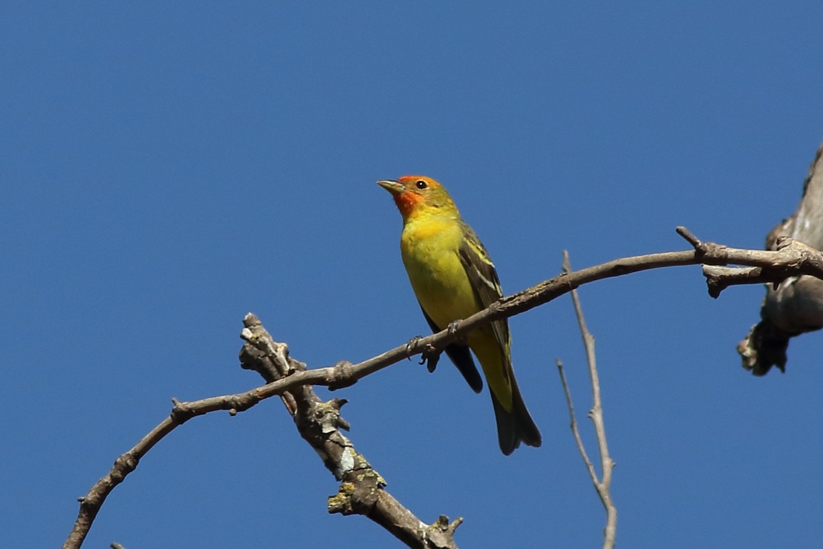 Piranga Carirroja - ML327605631