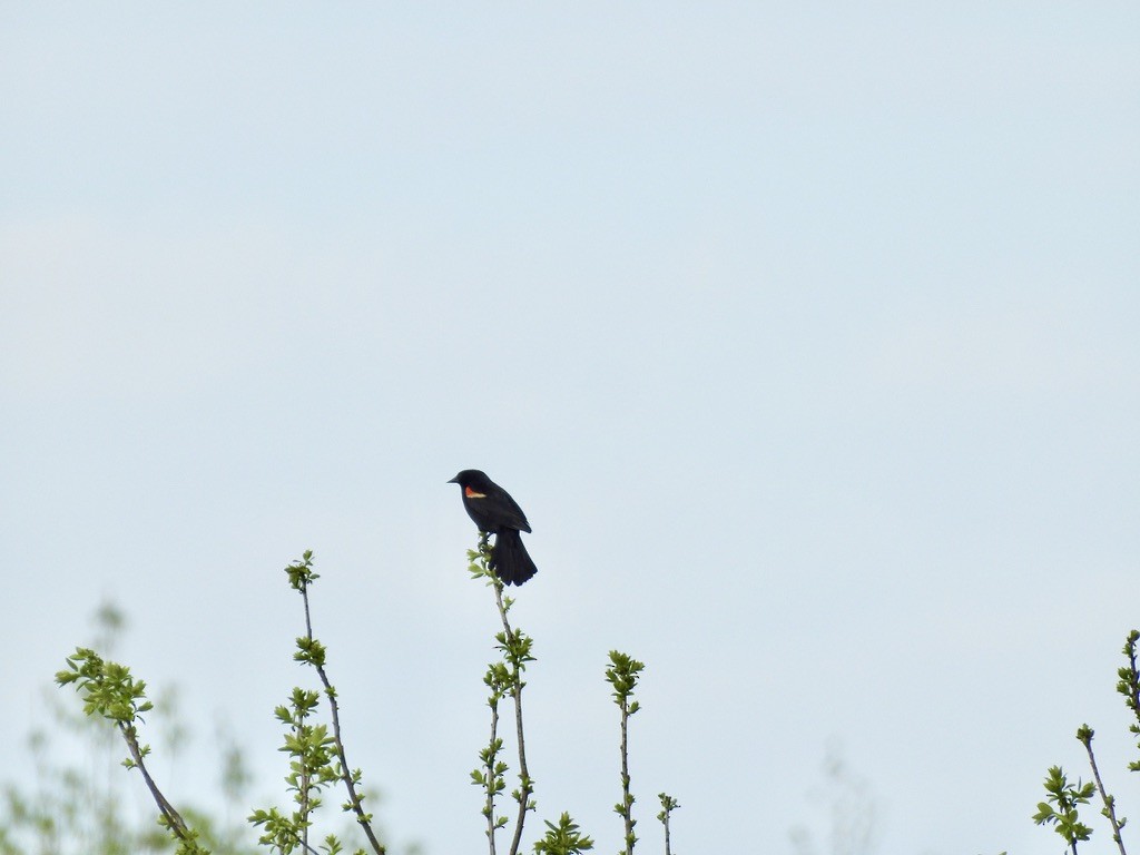 Red-winged Blackbird - ML327605871