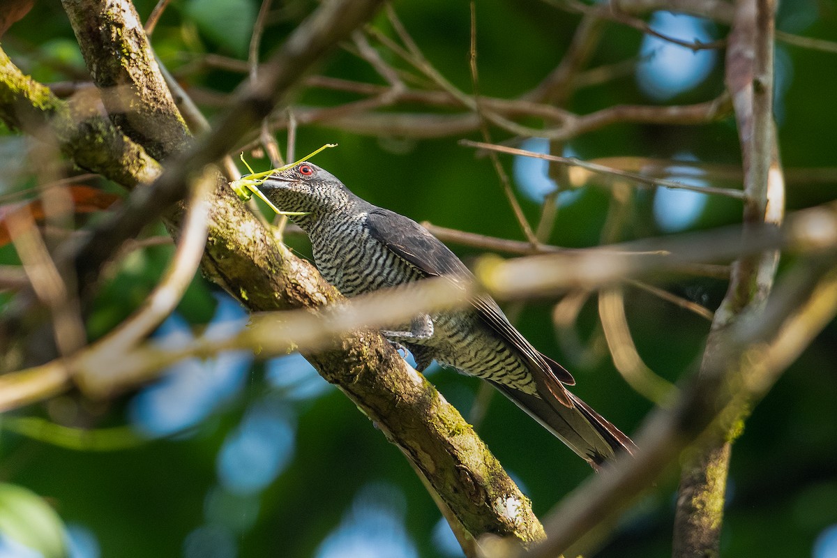 Andaman Cuckooshrike - ML327606481