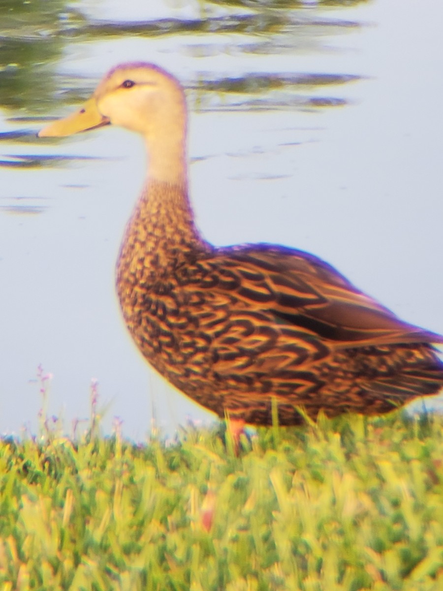 Mottled Duck - ML327607831