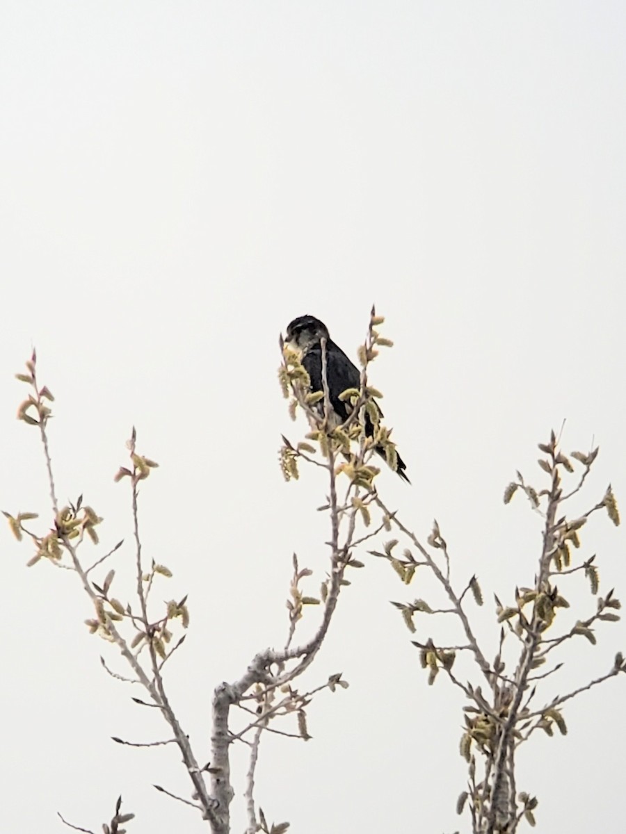 Merlin (Taiga) - ML327609341