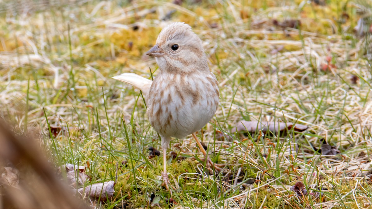 Song Sparrow - ML327609911