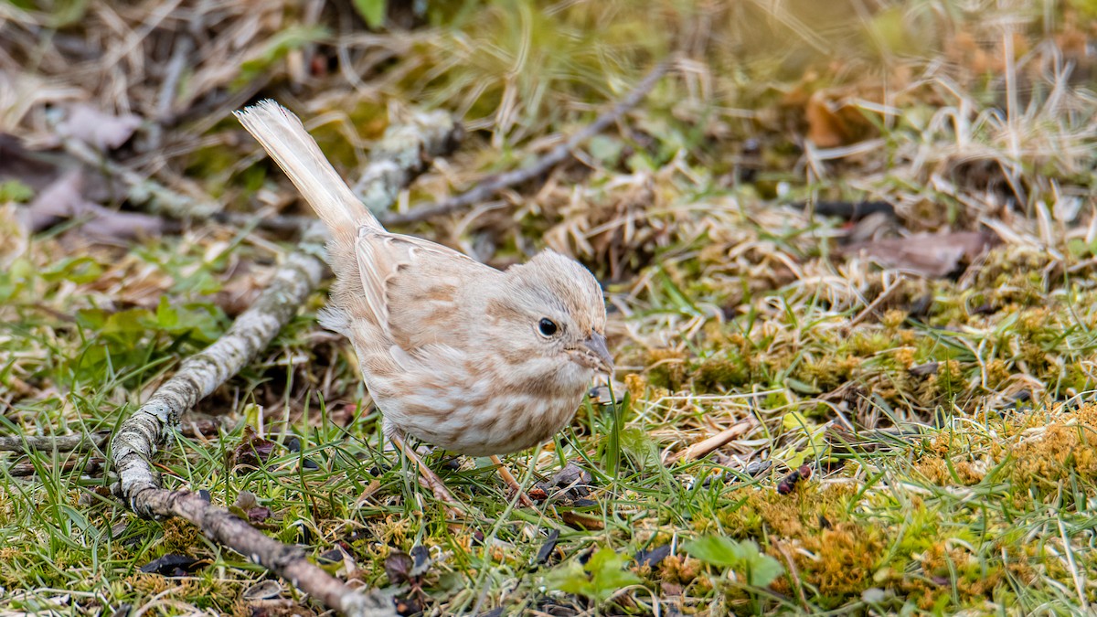 Song Sparrow - ML327609931
