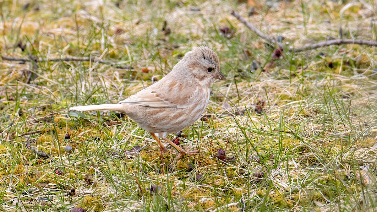 Song Sparrow - ML327609941