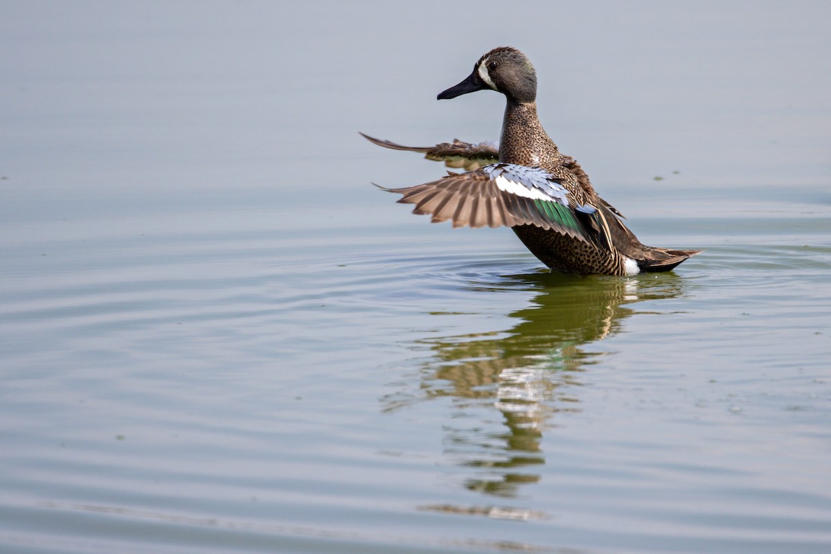 Blue-winged Teal - ML327610141