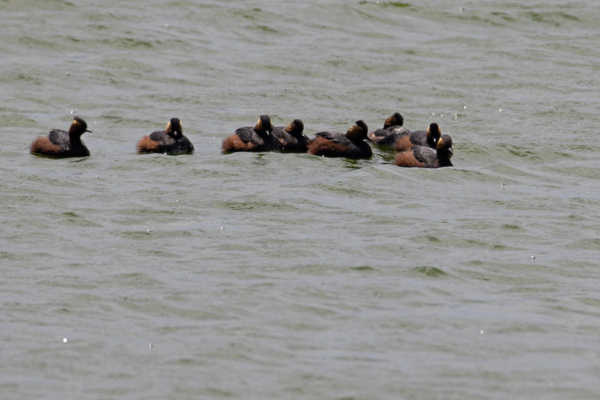 Eared Grebe - ML327610231