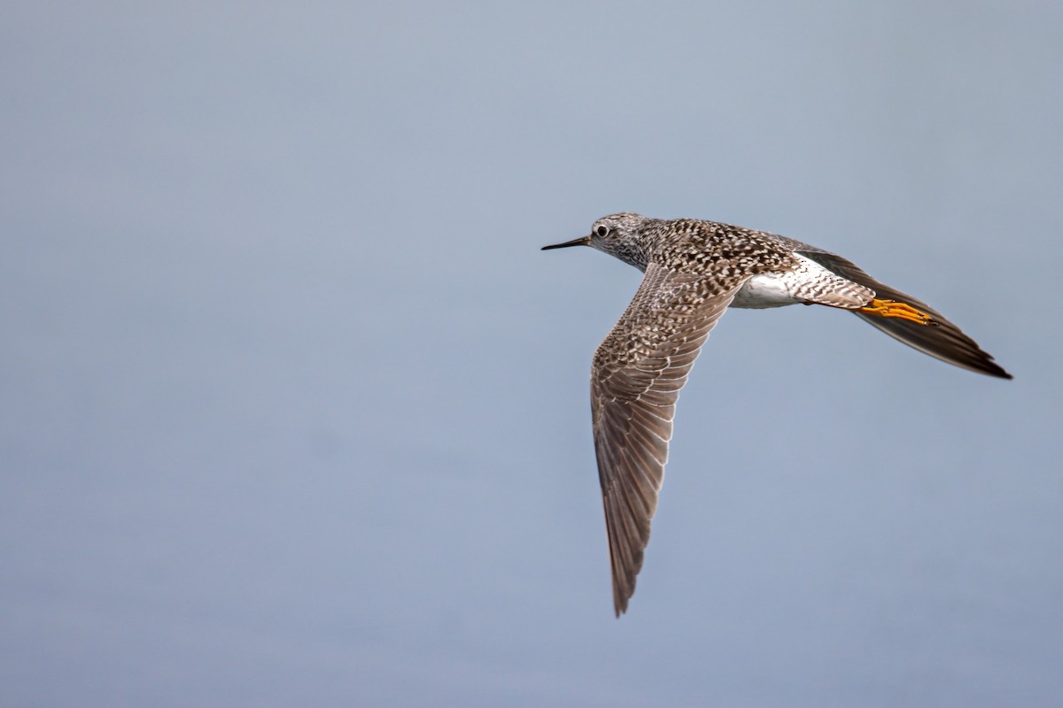 Lesser Yellowlegs - ML327610601