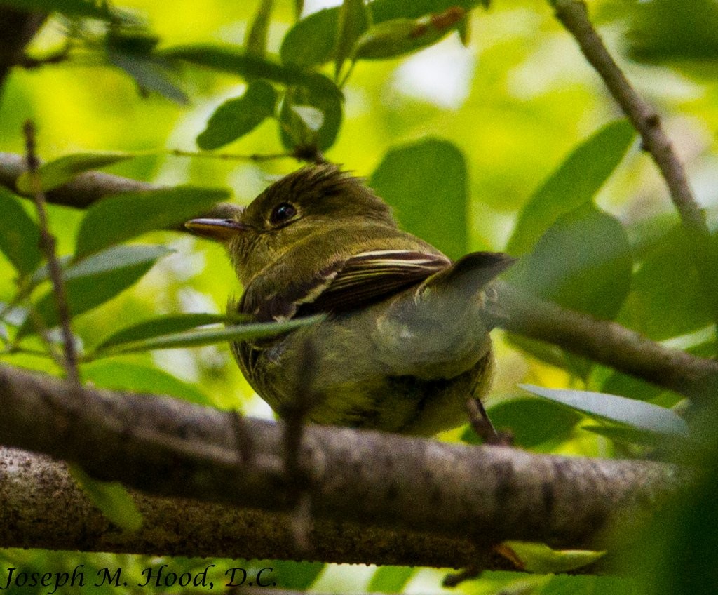 Alder Flycatcher - ML32761101