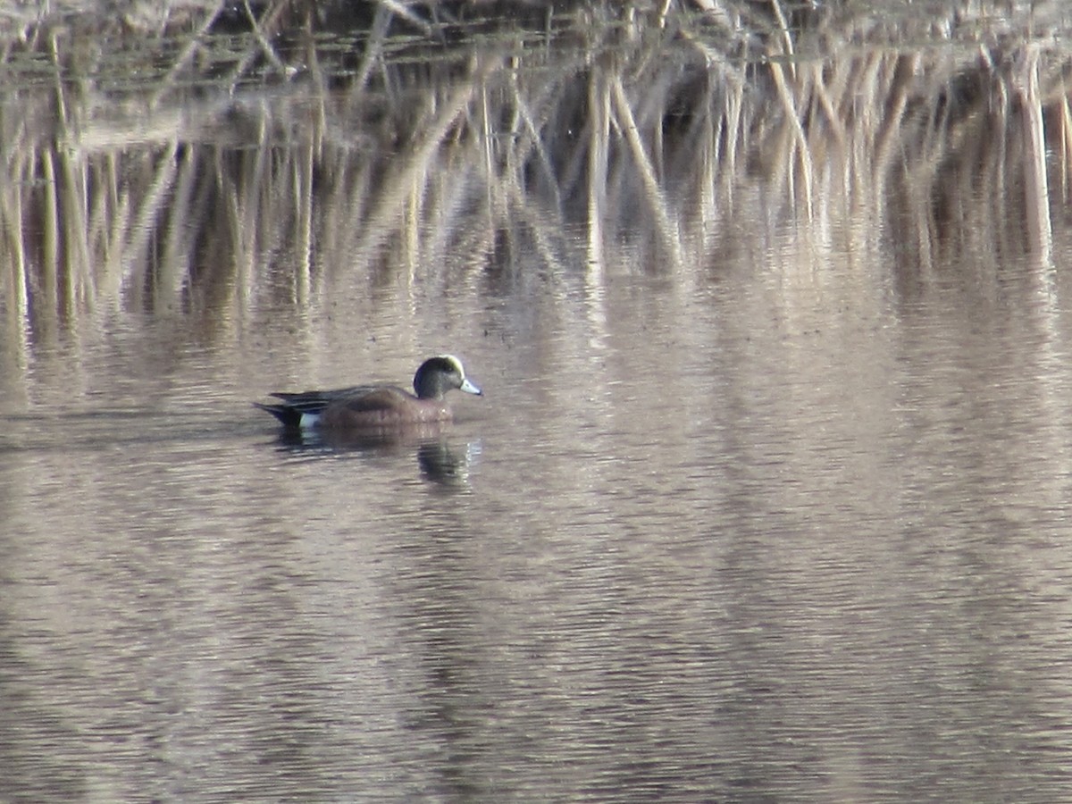 American Wigeon - ML327611641