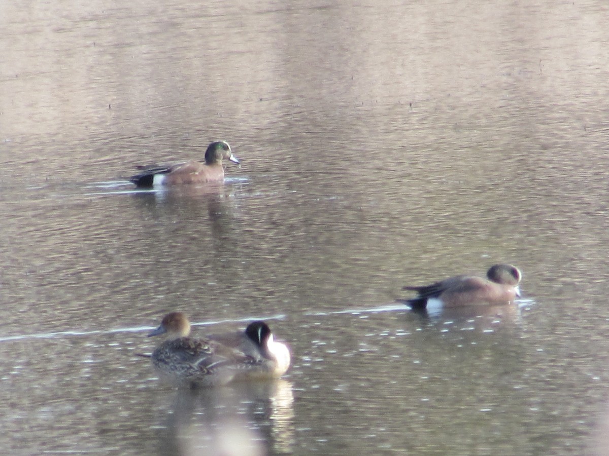 American Wigeon - ML327611651