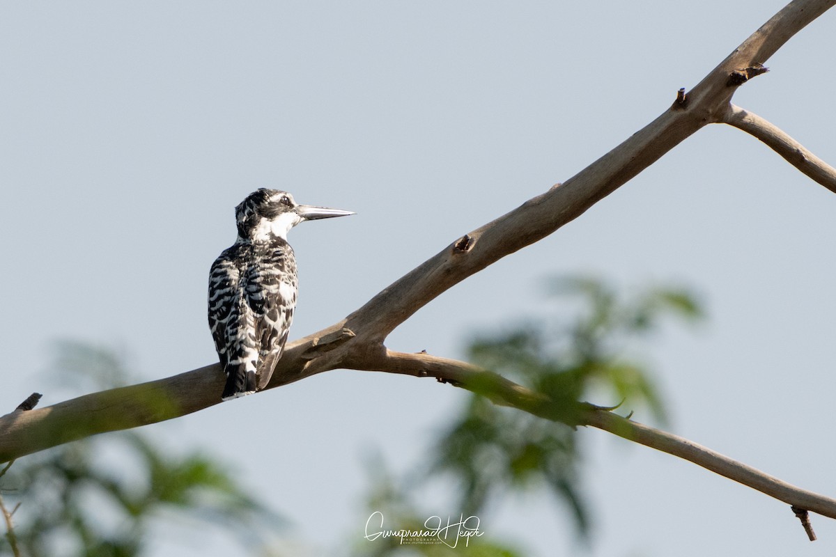 Pied Kingfisher - ML327611701