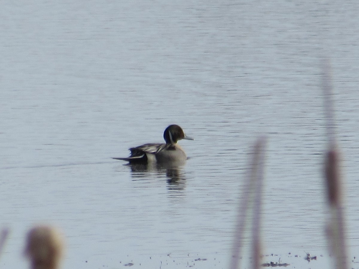 オナガガモ - ML327613931