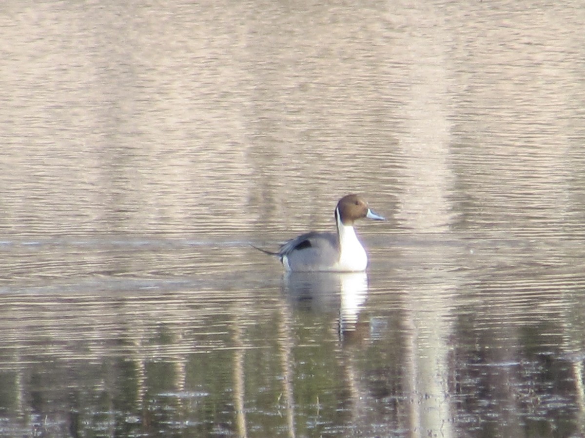 オナガガモ - ML327613981