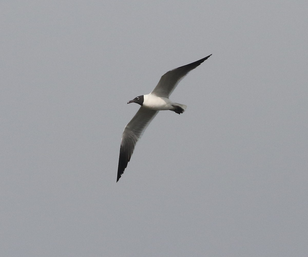 Laughing Gull - ML327616541