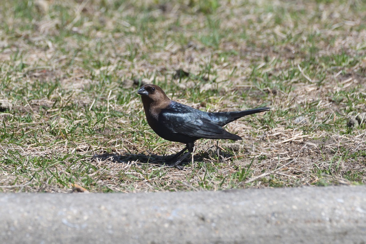 Brown-headed Cowbird - ML327617021