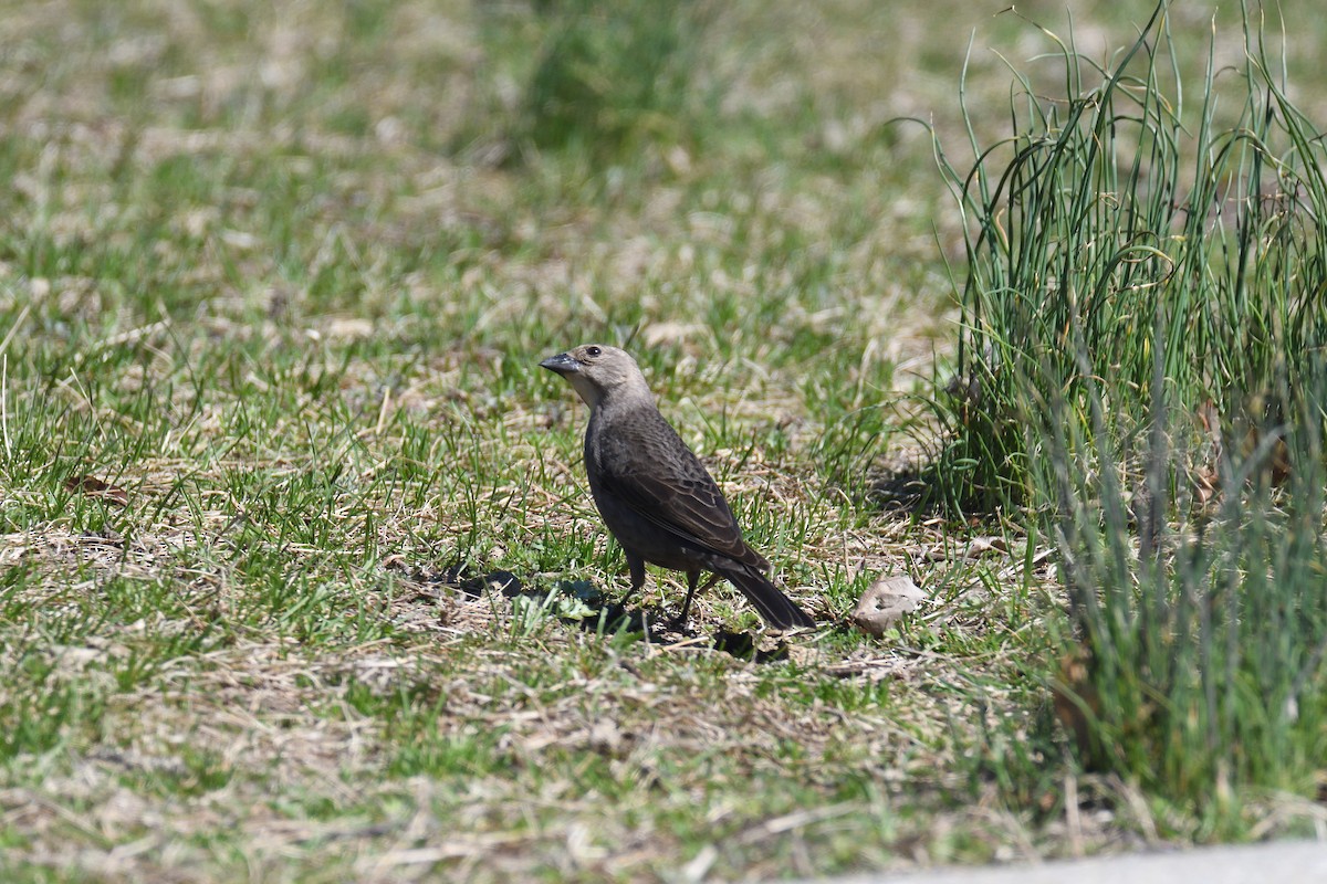Brown-headed Cowbird - ML327617031