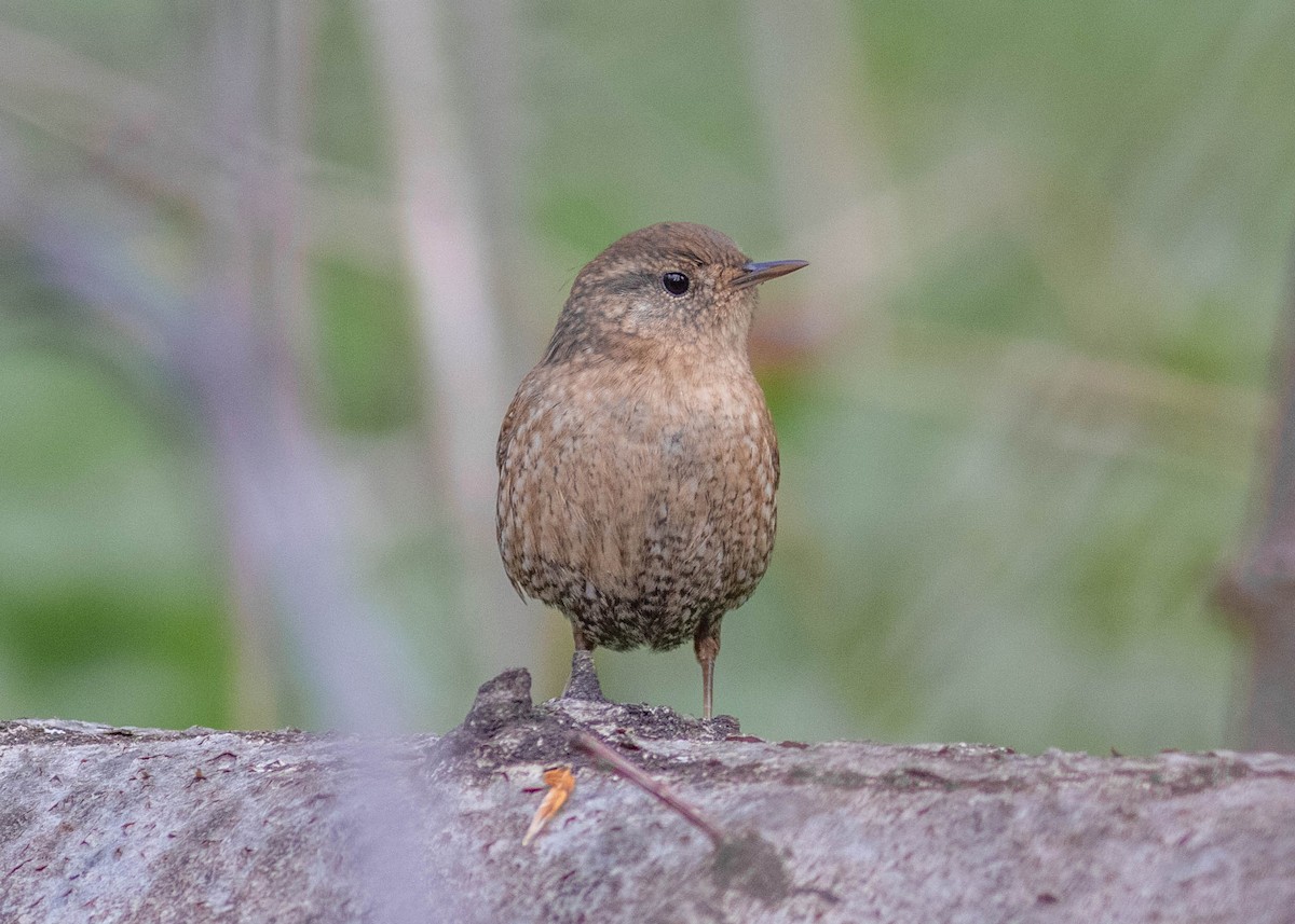 Winter Wren - ML327618071