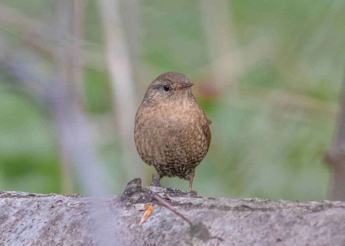 Winter Wren - ML327618081