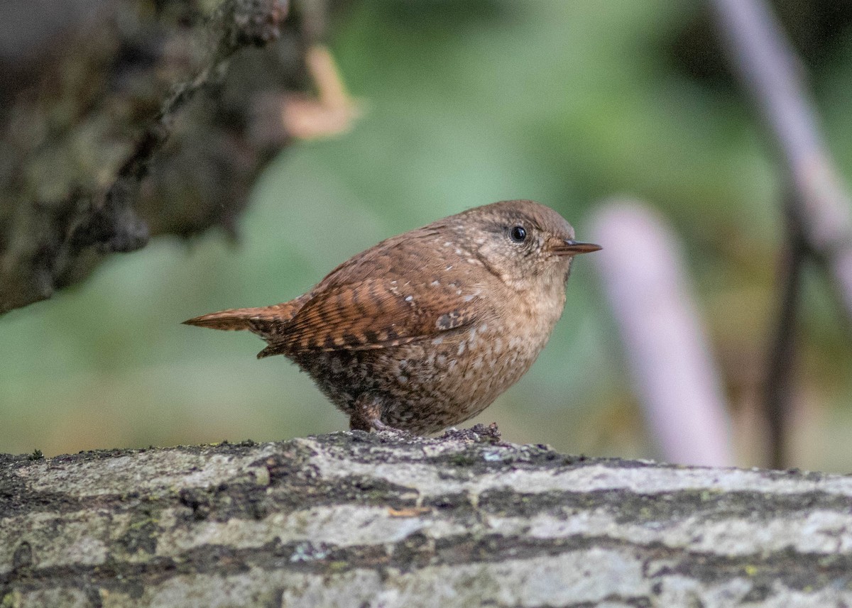 Winter Wren - ML327618091