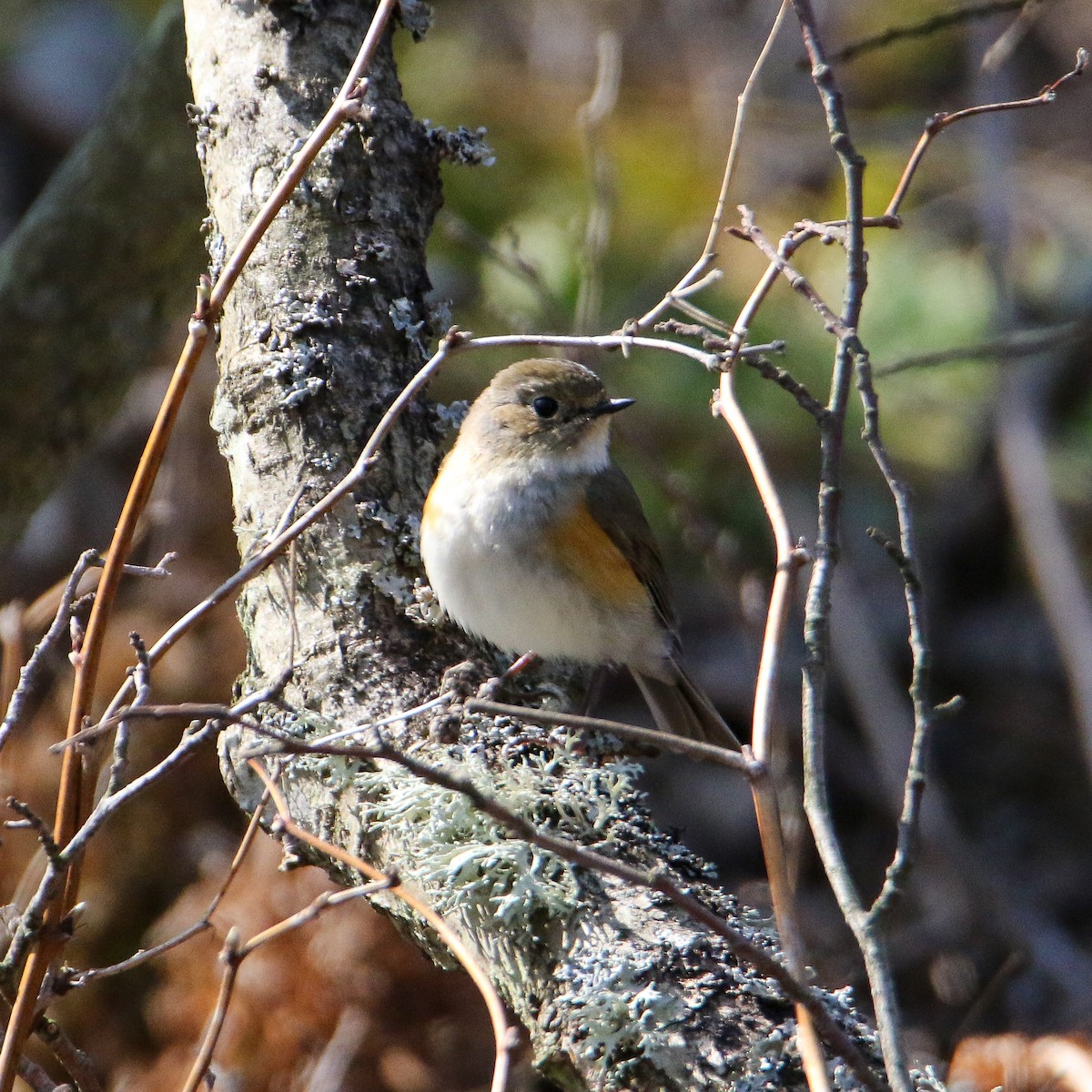 Robin à flancs roux - ML327618161